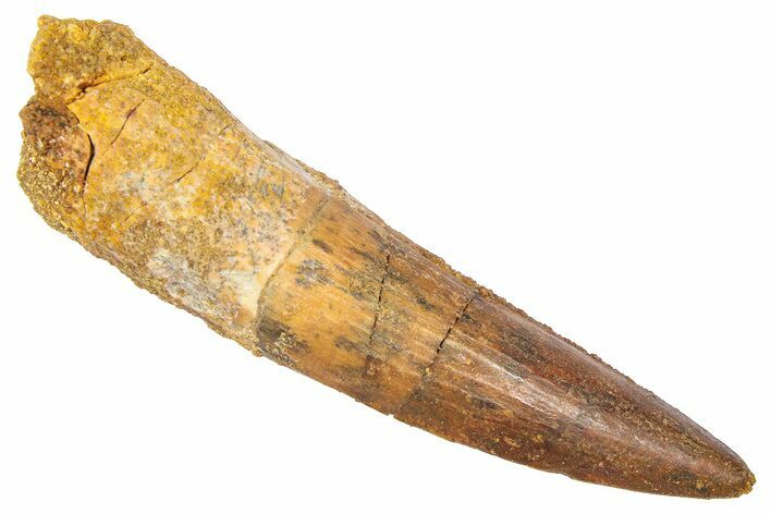 Fossil Spinosaurus Tooth - Real Dinosaur Tooth #382323